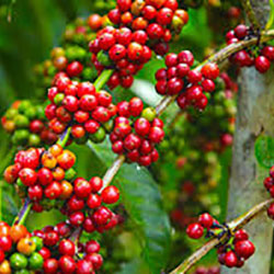 Birds and Bees Help Boost Coffee Crops Growth